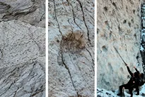 Stulbinantis atradimas Alpėse: vertikalioje uoloje rasti šimtus metrų besidriekiantys dinozaurų pėdsakai