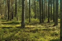 Kiekvienas medis turi savo balsą: pasakė, kaip apginti Lietuvos miškus, neperžengiant įstatymo ribų