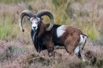 4000 metų senumo avis su maro bakterija: ar senovės epidemijas platino ne žmonės, o gyvūnai?