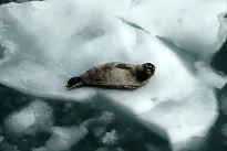 Ar mūsų planeta artėja link katastrofos? Žemė šyla greičiau nei mes galėjome įsivaizduoti