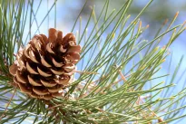 Miško derliaus metai: specialistai pasakė, kurie medžiai subrandino daugiausiai sėklų