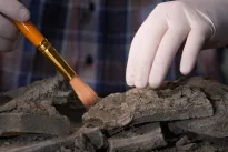 Mažytė fosilija perrašo Ramiojo vandenyno istoriją: Japonijos gelmėse aptiktas mistinis padaras