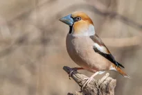 Grėsmingas snapas ir švelnus būdas: žiemos soduose pasirodantis paukštis, kurio nepamiršite