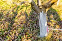 Kodėl sausį būtina balinti vaismedžių kamienus? Šį paprastą triuką žino tik labiausiai patyrę sodininkai