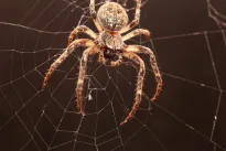 Neįtikėtini faktai apie vorus: sužinokite, kiek jų išties gyvena mūsų namuose, tai gali ir šokiruoti