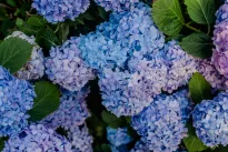 Didžiausia sodininkų paslaptis: padarykite tai dabar ir pavasarį jūsų hortenzijos sprogs nuo žiedų