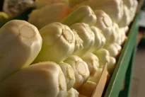 Tikras stebuklas, bet tinka ne visiems: visi giria šią daržovę, tačiau gydytojai įspėja