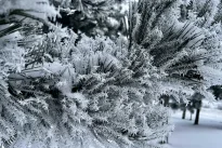 Lietuvoje perrašomi šalčio rekordai: fiksuota žemiausia temperatūra per dvejus metus