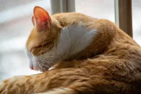 Šis katės elgesys dažnai palaikomas normaliu – bet tai gali būti signalas apie artėjančią ligą