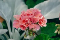 Išbandykite vieną pamirštą triuką dar sausį ir pelargonijos pavasarį tiesiog sprogs žiedais