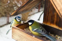 Atrodo nekaltai, bet gali pražudyti: pasakė, ką dauguma daro neteisingai lesindami paukščius