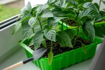 Kodėl paprikas turėtumėte dar sausį? Sužinokite, kokie yra tokio sprendimo privalumai