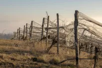 Vynmedžių genėjimo klaida, dėl kurios prarandate derlių: kada ir kaip genėti teisingai