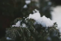 Šis žiemos triukas naikina sodo kenkėjus:	pavasarį pamiršite apie kirmėles bei šliužus