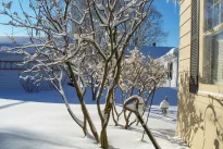 Kol sniegas dar laikosi, nepraleiskite šio žingsnio: sodas vėliau atsilygins su kaupu