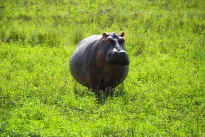 Šis gėrimas dažnai rekomenduojamas nuo pilvo pūtimo: kodėl jį renkasi vis daugiau žmonių?