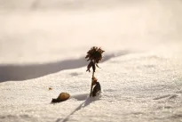 Žiemos sėja: 5 lemtingos klaidos, kurios sunaikins derlių dar prieš pavasarį