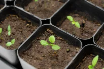 Artėja svarbus terminas: pasakė, kada sėti baklažanus, kad vasarą džiaugtumėtės gausiu derliumi