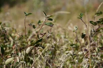 Metas pamiršti veją: ši sidabrinė žemės danga žaliuos ištisus metus ir beveik nereikalaus priežiūros