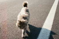 Instinktas ar stebuklas? Katinas dingo Ispanijoje ir netikėtai atsirado prie namų Prancūzijoje