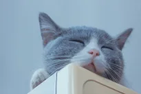 Veterinarai perspėja: šis nekaltas katės įprotis gali slėpti rimtas sveikatos problemas