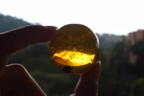 Atradimas, kuris perrašo supratimą: poeto gintare rastas skruzdėlynas atskleidė seniai pamirštą paslaptį