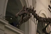 Mokslininkai atrado keisčiausią dinozaurą: jo kaukolė priminė krokodilą, bet tai dar ne viskas