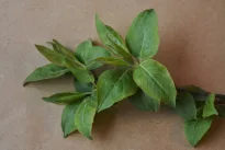 Šį prieskonį į arbatą deda vos vienetai: gerina virškinimą, ramina nervus ir reguliuoja cukrų