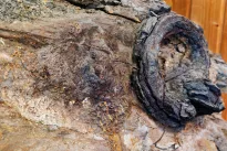 Evoliucija eksperimentavo ne tik su gigantais: rasta miniatiūrinė dinozaurų rūšis