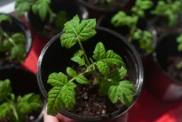 Pomidorų derlius padvigubėjo: viena sodinimo schema, kurią daugelis pamiršta