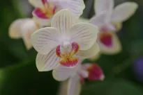 Paprasta priemonė iš vaistinės, padėjusi atgaivinti orchidėjas ir fikusus