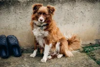 Karas Ukrainoje pakeitė šunis taip, kaip mokslininkai nesitikėjo: pokyčiai šokiruoja tyrėjus