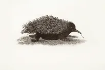 Kinijoje aptiktas ežiuką primenantis dinozauras su spygliuotais „šarvais"