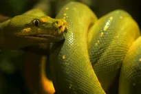 Šokiruojantis atradimas: mokslininkai pagaliau išsiaiškino, kodėl gyvatės mėnesiais nejaučia alkio