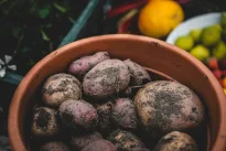 Lenkiškas bulvių sodinimo triukas: neįtikėtinas poveikis, derlius nustebins net didžiausius skeptikus