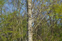 Kodėl lietuviai kas pavasarį skuba rinkti beržų sulą? Nauda, apie kurią daugelis nežino