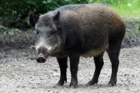 Fukušimos zonoje plinta neįprasti šernų hibridai: mokslininkus nustebino jų prisitaikymas