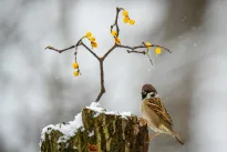 Stingdantis šaltis jų nepalauža: mažyčių paukščių išgyvenimo paslaptis pribloškė mokslininkus