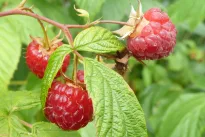 Niekas nesitikėjo, kad vienas pavasario sprendimas nulemia visą aviečių derlių