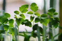 Pomidorų daigai silpni ir ploni? Šis paprastas laistymo būdas juos sustiprina per kelias dienas