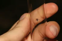 Paaiškėjo šokiruojanti tiesa: žiemos šalčiai iš tikrųjų sunaikina mirtinai pavojingas erkes