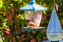 Pasirodys tik tiems, kurie jį lesina: šis paukštelis neša nuostabią pavasario dainą į jūsų kiemą