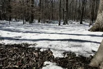 Ar pavasaris ateis gerokai anksčiau? Keisti sniego ženklai stebina specialistus ir sodininkus