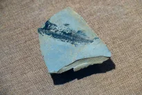 Stulbinantis atradimas: seniausi mūsų protėviai galėjo turėti keturias akis, ir tai keičia viską