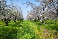 Vienas purškimas anksti pavasarį: šis paprastas triukas apsaugos vaismedžius nuo kirminų visą vasarą