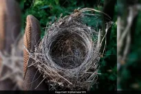 Lietuvoje tai nutinka itin retai: prieš 13 metų sužieduotas paukštis rastas Vokietijoje