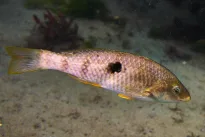 Motina virto tėvu per kelias minutes: stulbinanti žuvų transformacija suglumino mokslininkus