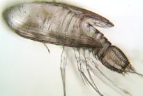 Mokslininkai atskleidė šiurpą keliančią paslaptį: slypintys organizmai suaugę virsta tikrais parazitais