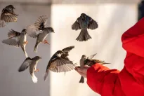 Paukščiai neatskrenda prie lesyklos? Gali būti, kad darote šią dažną klaidą, apie kurią retas susimąsto