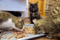 Alergija, atostogos ar atsakomybės baimė? Priežastys, kodėl po Kalėdų keturkojai grįžta į prieglaudą